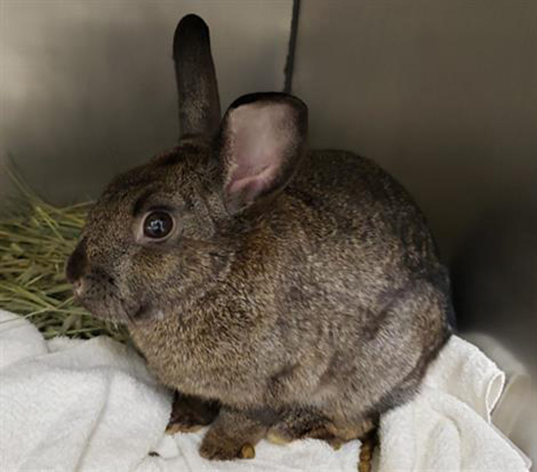 Last week's pet, still available: Lulu